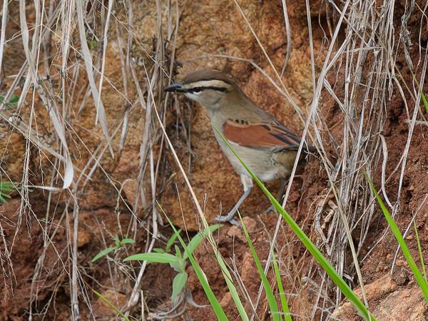 <h3><a href="/trips/tanzania/biota/animalia/chordata/aves/040 passeriformes/036 malaconotidae/tchagra australis/tchagra australis-nl.html">Tchagra&nbsp;australis</a> / Brown‑crowned&nbsp;tchagra / Bruinkoptsjagra</h3>OM-1 Mark II met OLYMPUS M.150-400mm F4.5, 1/800 sec  bij F7.1, ISO 2000, afstand 19.6&nbsp;m